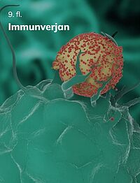 Immunverjan