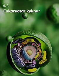 Eukaryotar kyknur
