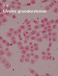 Lívsins grundarsteinar