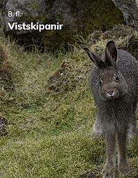 Vistskipanir