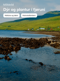 Dýr og plantur í fjøruni