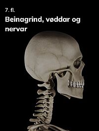 Beinagrind, vøddar og nervar