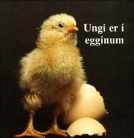 Ungi er í egginum